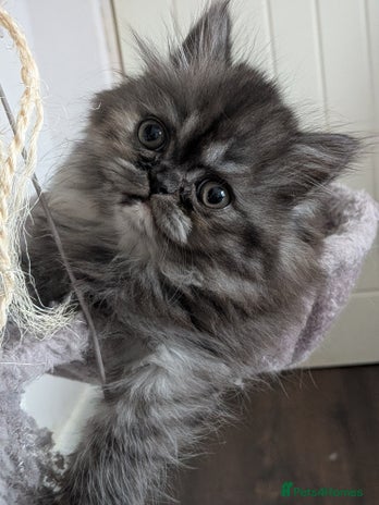 Persian cats - Advert 5