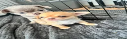 Chihuahua dogs for sale: Chihuahua puppies 2 boys kc registered  - Advert 27
