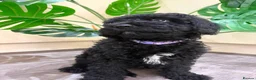 Cavapoo dogs for sale: READY NOW Beautiful f1b black Cavapoos DNA Clear  - Advert 31