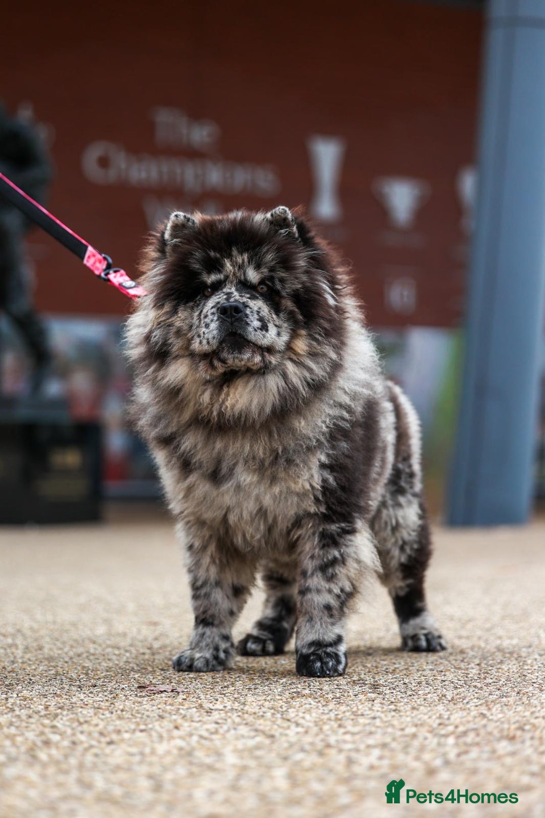 Chow Chow dogs for sale: Female Merle Chow Chow  - Advert 5