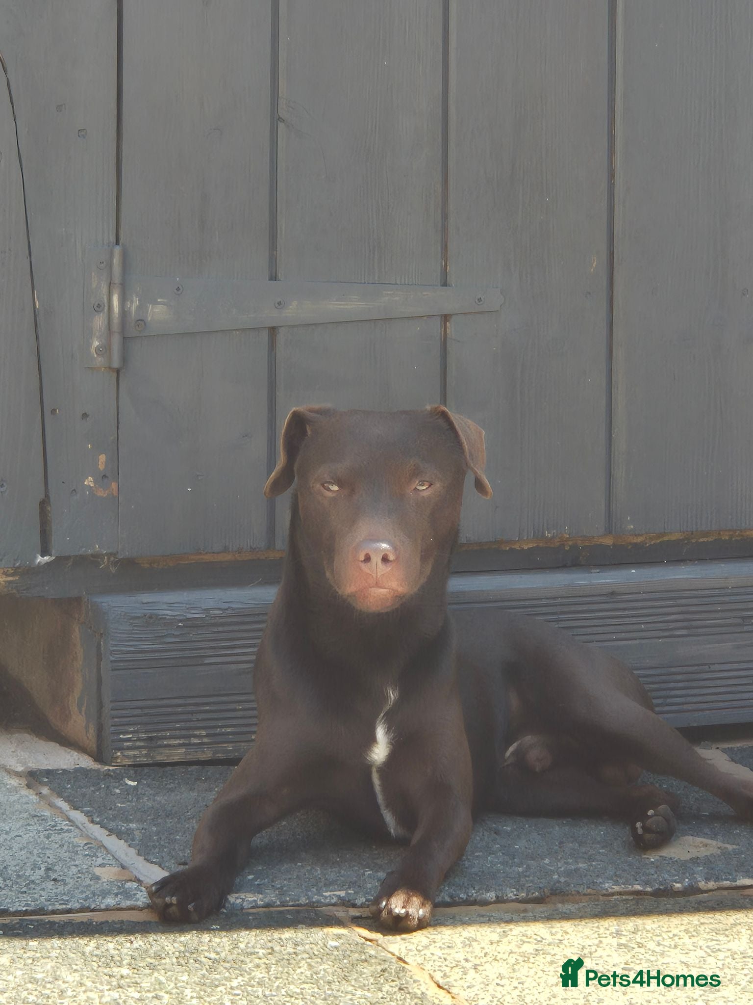 Patterdale Terrier dogs Patterdale - Advert 1