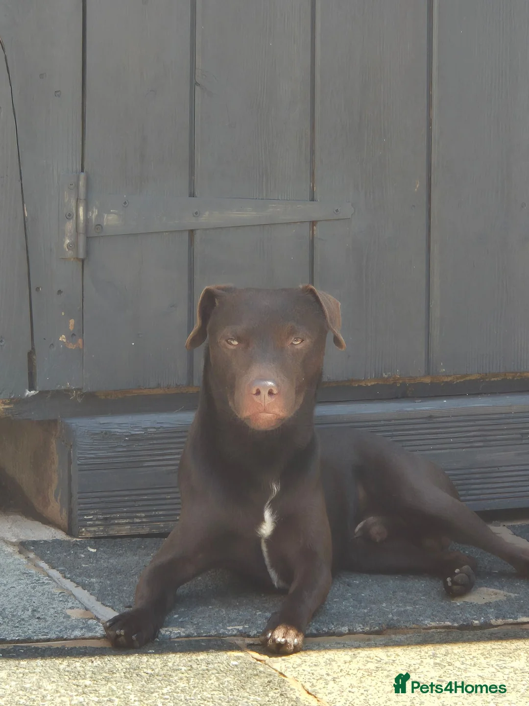 Patterdale Terrier dogs for stud: Patterdale - Advert 1