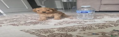 Maltipoo 2