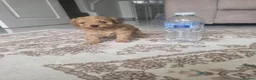 Maltipoo dogs for sale: Tiny Maltipoo × Asian Toy Poodle Puppies - Advert 10