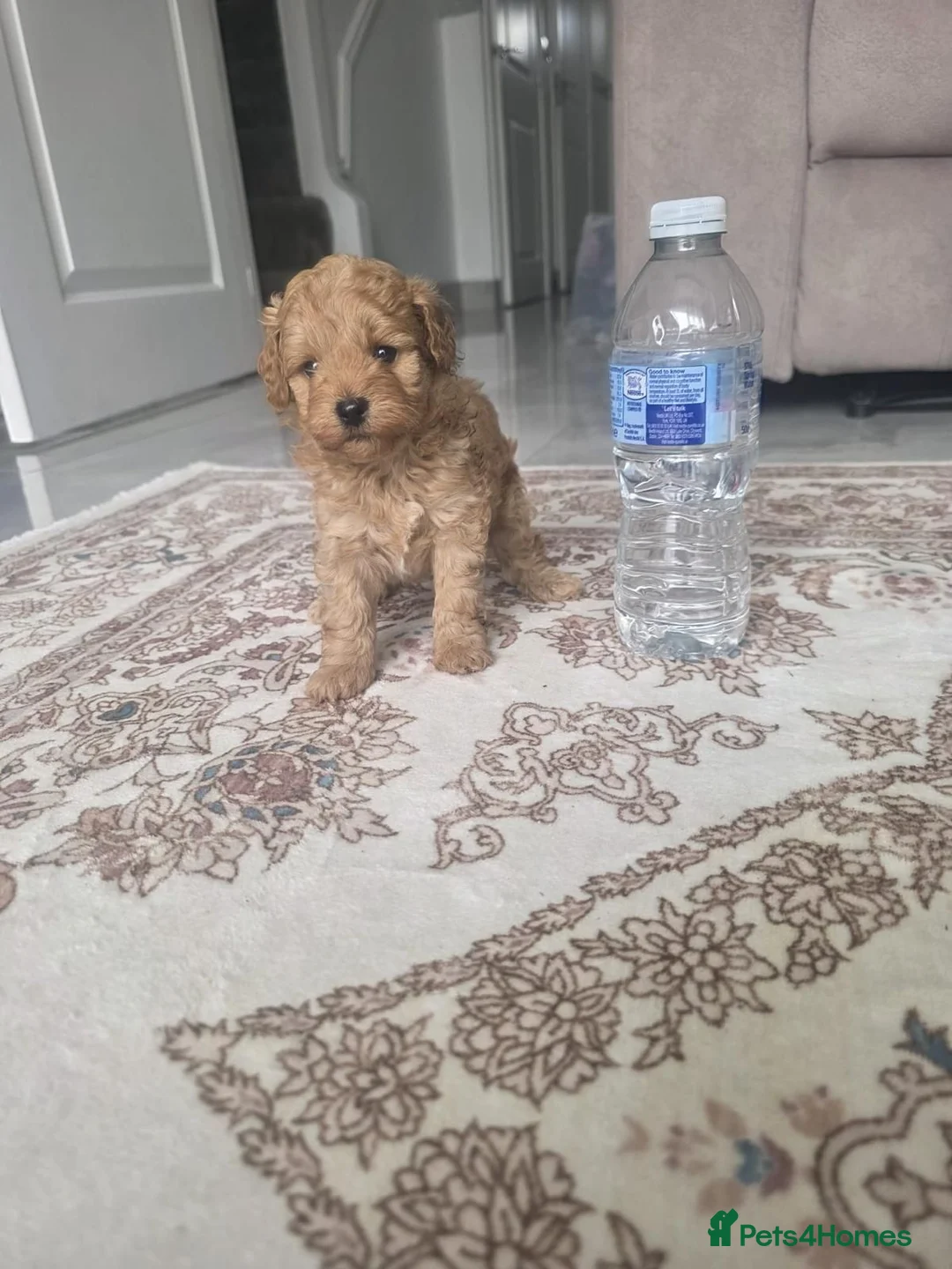 Maltipoo dogs for sale: 💥Tiny Asian Maltipoo Puppies💥 - Advert 22