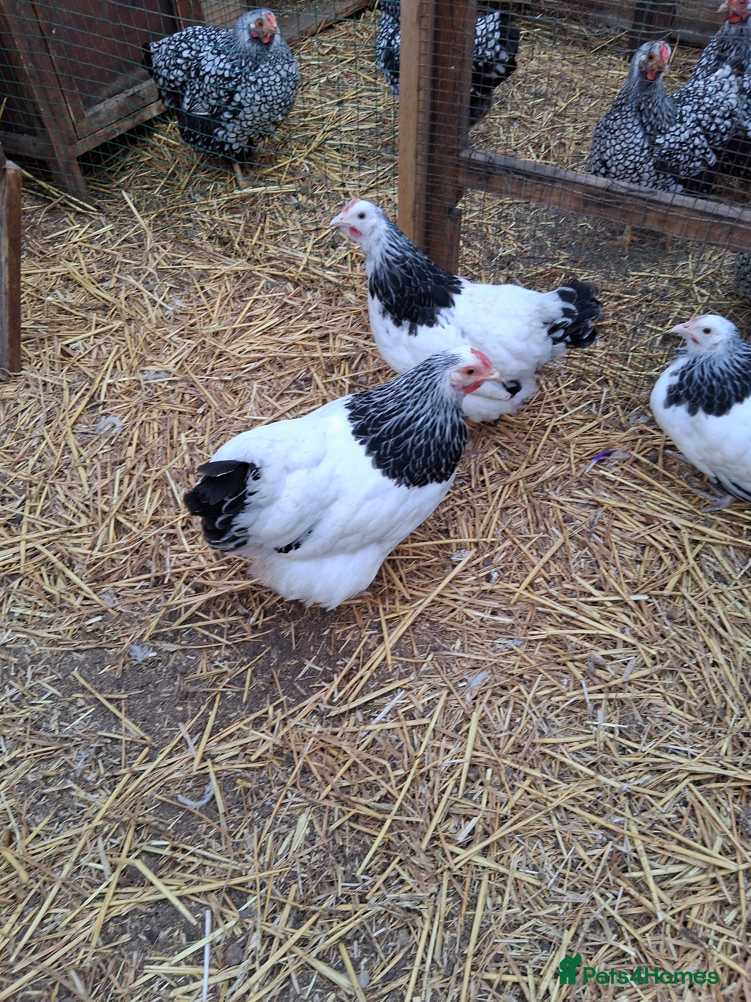 Chickens poultry Light sussex bantams - Advert 1