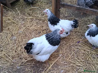 Chickens poultry Light sussex bantams - Advert 1