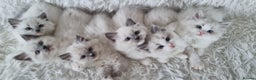 Ragdoll cats for sale: 💕BEAUTIFUL TICA REGISTERED RAGDOLLS KITTENS💕  - Advert 3