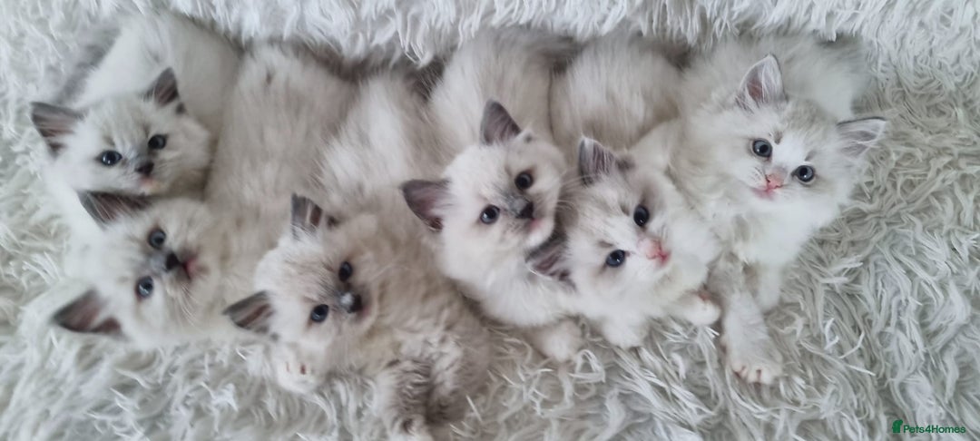 Ragdoll cats for sale: 💕BEAUTIFUL TICA REGISTERED RAGDOLLS KITTENS💕  - Advert 3