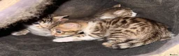Turkish Angora cats for sale: Bengal x Turkish Angora  - Advert 3