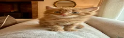 Mixed Breed cats for sale: Beautiful Ginger Kittens  - Advert 28