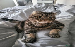 Scottish Fold cats for sale: A 7 year old Scottish Fold to be loved  - Image 5