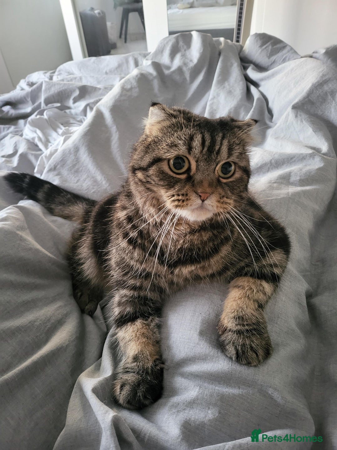 Scottish Fold cats for sale: A 7 year old Scottish Fold to be loved  - Image 5