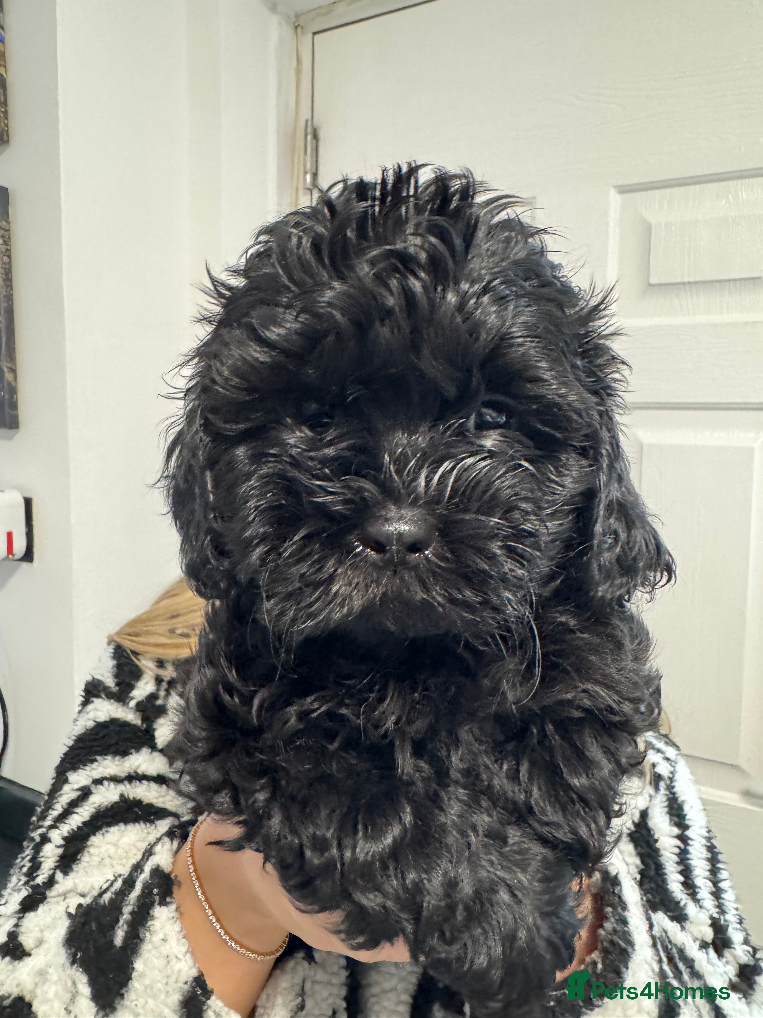 Shihpoo dogs Shihpoo puppies, Ready to leave  - Advert 6