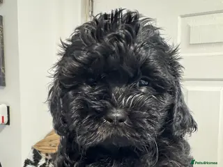 Shihpoo dogs Shihpoo puppies, Ready to leave - Advert 6