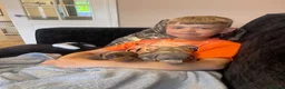 Dachshund dogs for sale: Dapple Miniature Dachshund Puppies - Advert 7