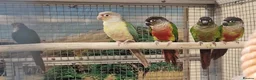 Parrots birds for sale: Amazos/Parakeets/Parrots available  - Advert 14