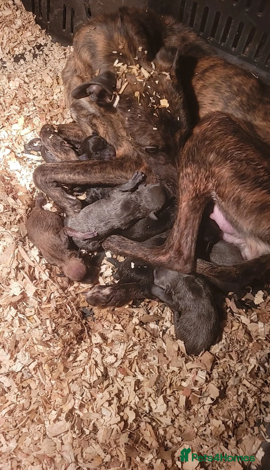 Whippet dogs for sale: Stunning whippet puppies - Advert 15