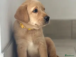 Labrador Retriever dogs Beautiful chunky top quality KC reg Labrador 💛 - Advert 17