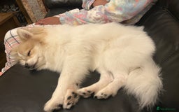 Pomeranian dogs for sale: 🐾 🐶 Adorable Purebred Pomeranian Boy 🐶 🐾 - Image 7