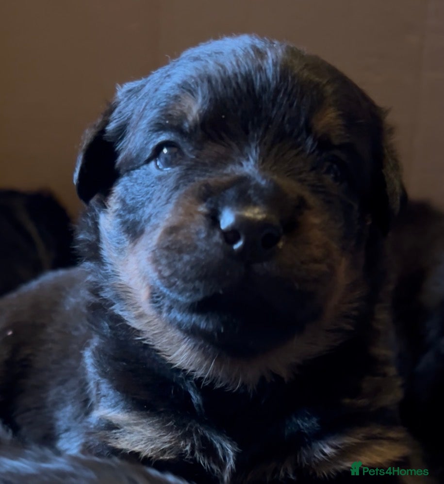 Rottweiler dogs Rottweilers top health tested parents - Advert 6