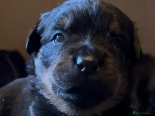 Rottweiler dogs Rottweilers top health tested parents - Advert 6