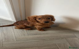 Cockapoo dogs for sale: 10 month old cockapoo boy  - Image 2