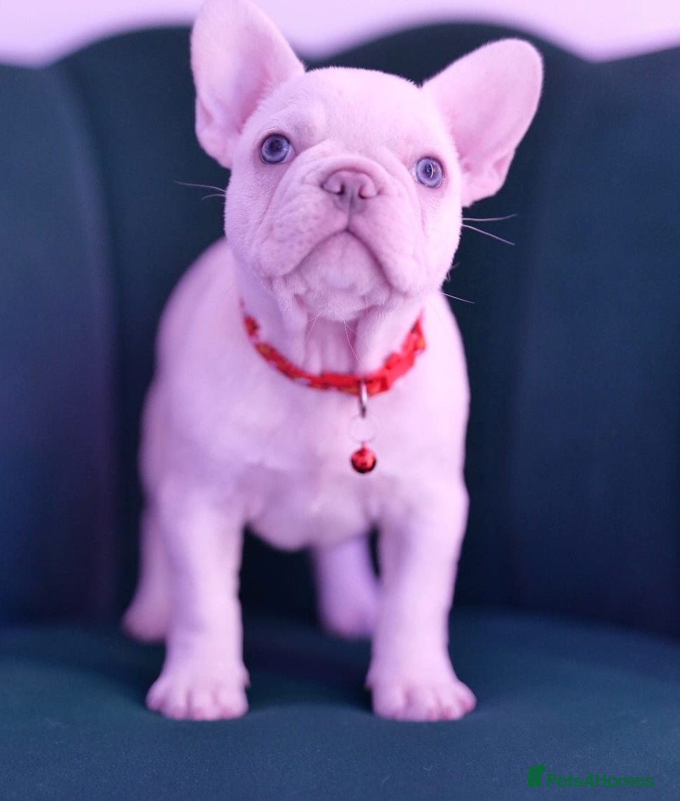 French Bulldog dogs French bulldog  - Advert 6