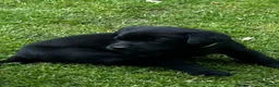 Labrador Retriever dogs for sale: RKC Black Labrador Puppies for Sale - Advert 16