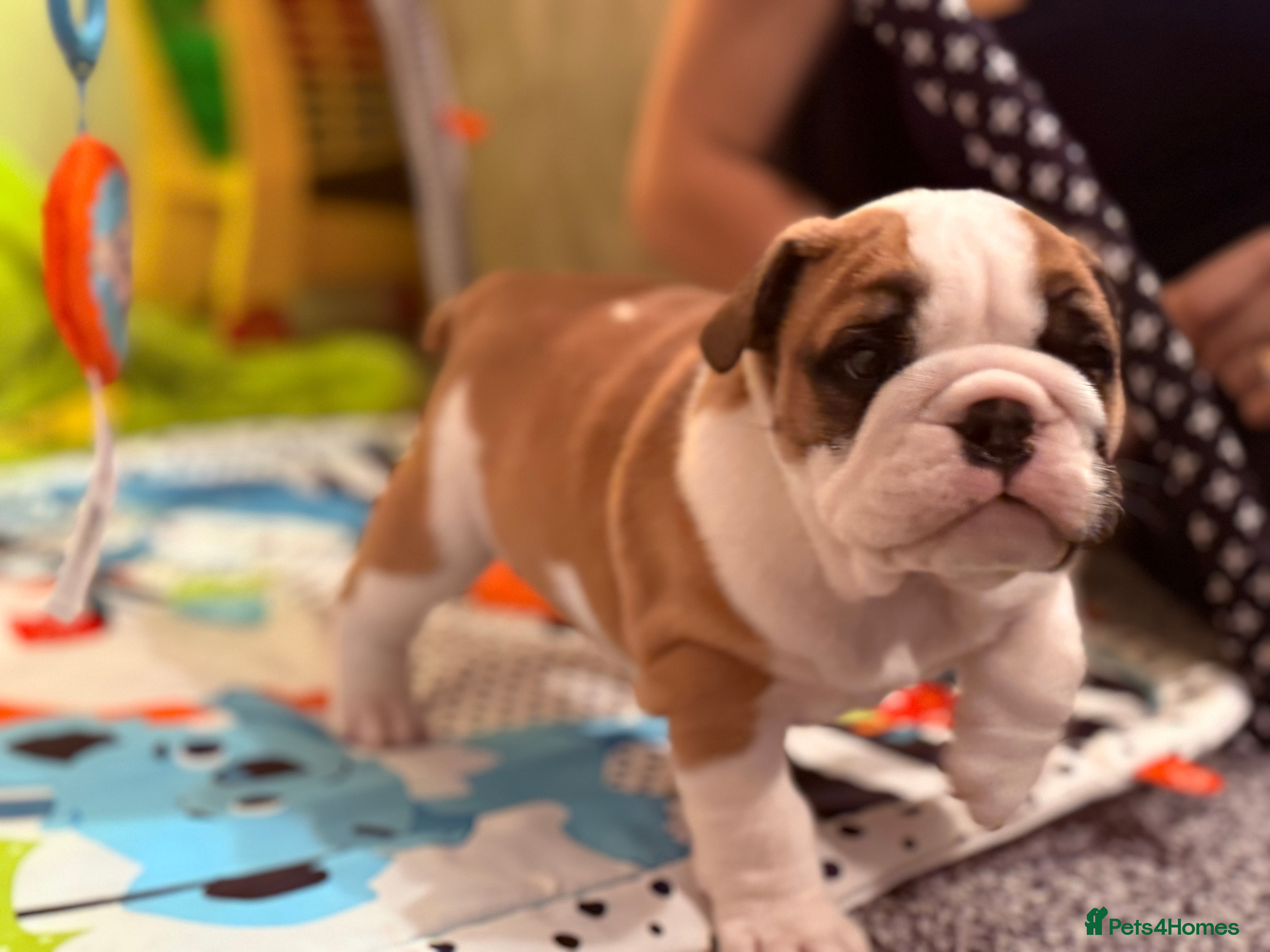 English Bulldog dogs Exceptional Show-Quality KC English Bulldog Boy - Advert 1
