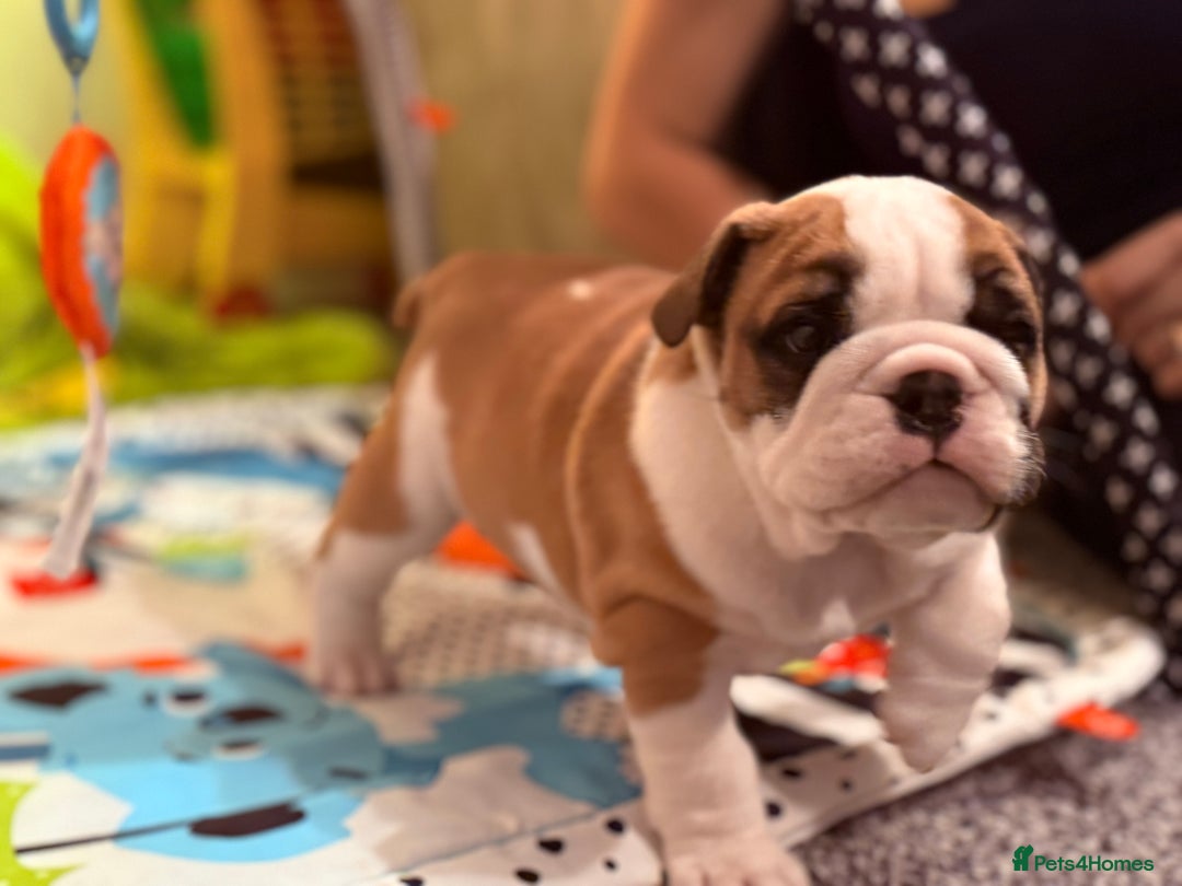 English Bulldog dogs for sale: Exceptional Show-Quality KC English Bulldog Boy - Advert 1