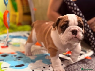 English Bulldog dogs Exceptional Show-Quality KC English Bulldog Boy - Advert 1