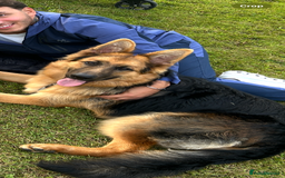 German Shepherd dogs for sale: German Sheperd  - Image 2