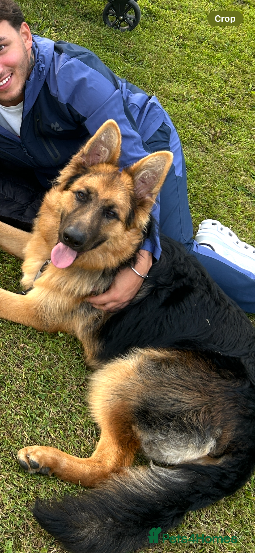 German Shepherd dogs for sale: German Sheperd  - Image 2