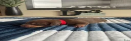 Dachshund dogs for sale: Miniature Dachshunds  in Bridgwater - Advert 7