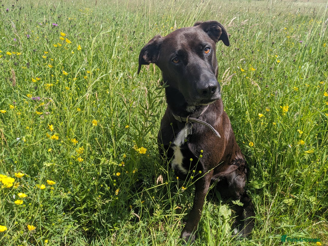 Mixed Breed dogs for sale: Teddy (Collie, Great Dane, Doberman mix) - Image 1