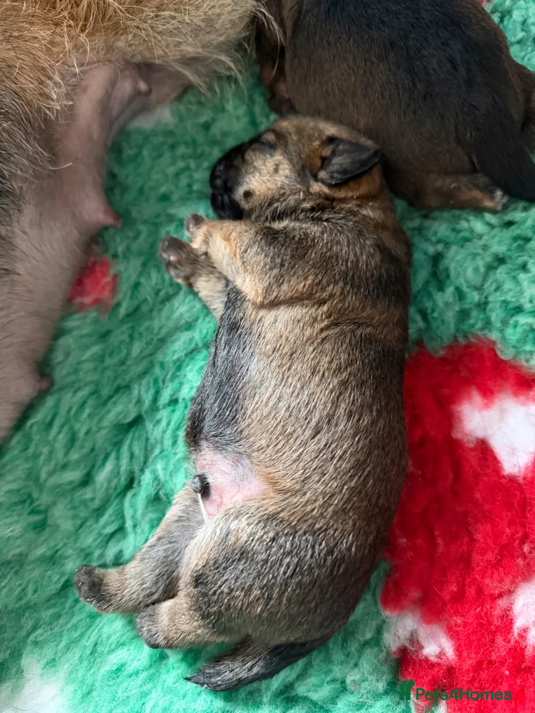 Border Terrier dogs for sale: KC registered Border Terrier puppies  - Advert 7