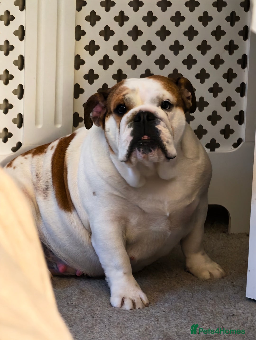 English Bulldog dogs for sale: English Bulldog Puppy 8 - KC Reg Standard Bulldog Puppies Waiting List Open - Image 7