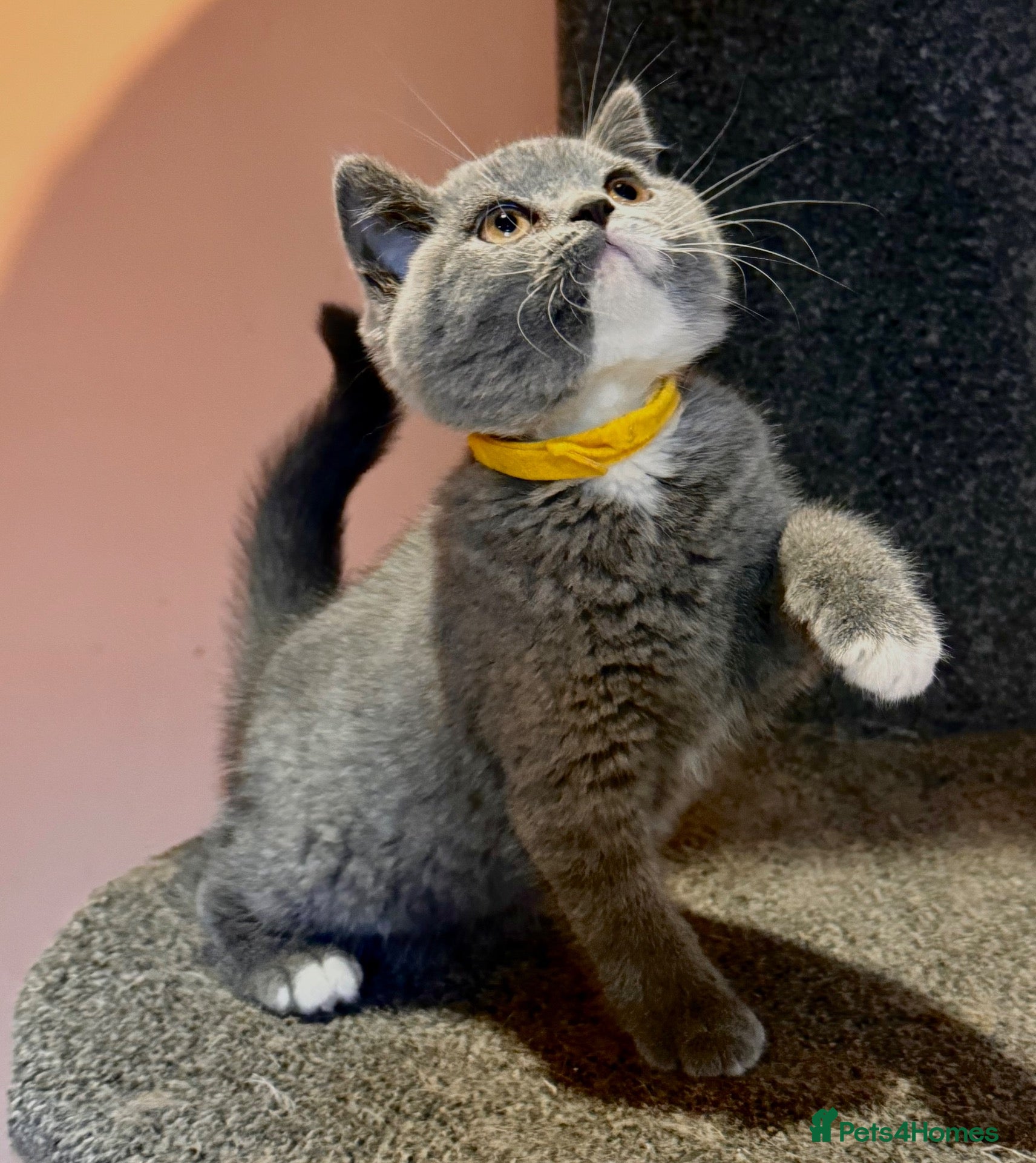 British Shorthair cats for sale: Stunning BSH girl for sale!!! - Advert 1