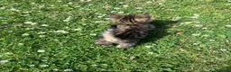 Mixed Breed cats for sale: 11 Tabby / Black kittens. Ready to leave. in Liversedge - Advert 2