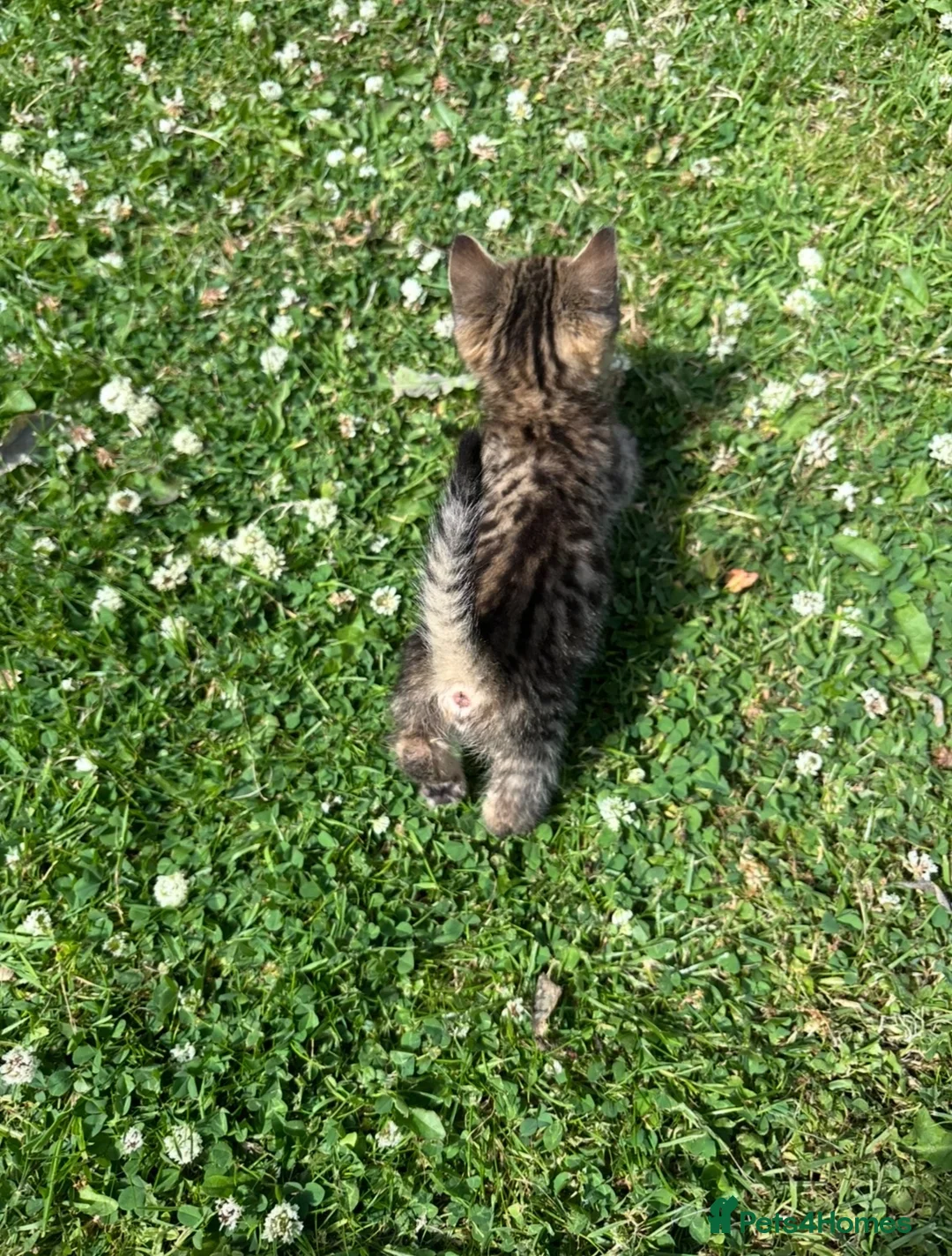 Mixed Breed cats for sale: 11 Tabby / Black kittens. Ready to leave. in Liversedge - Advert 2