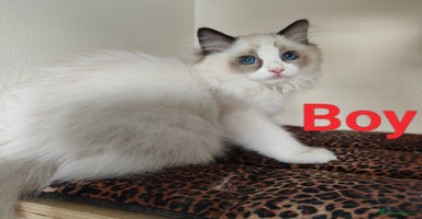 Ragdoll cats - Advert 11