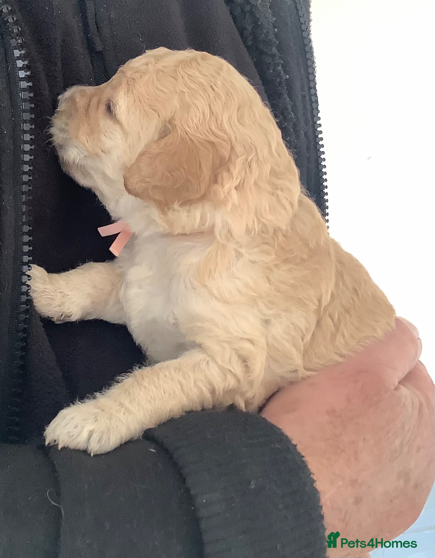 Standard Poodle dogs for sale: KC Standard Poodle Puppies - Advert 3