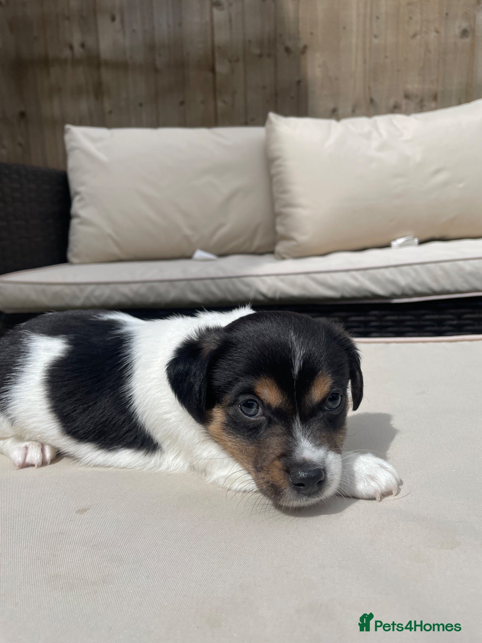 Jack Russell dogs Handsome Boy 🐶🐾 - Advert 1