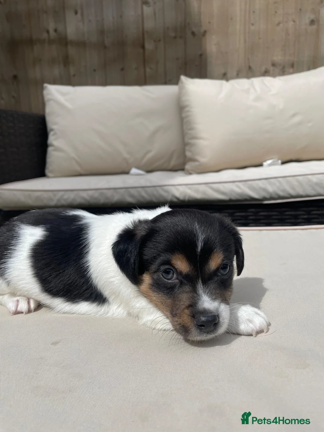 Jack Russell dogs for sale: Handsome Boy 🐶🐾 in Liverpool - Advert 1