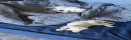 Ragdoll cats for sale: GCCF Ragdoll Kittens - Advert 6