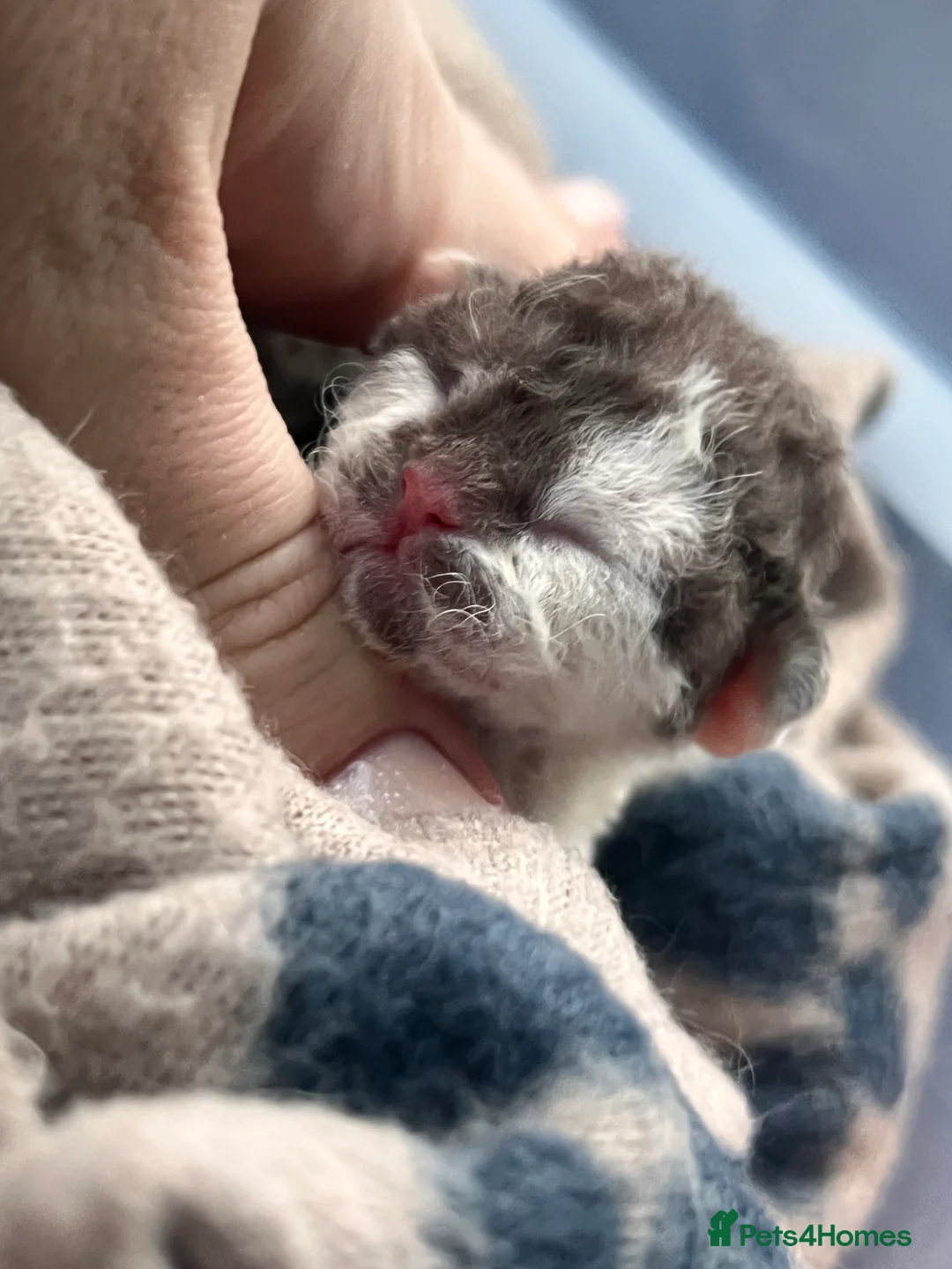 Devon Rex cats for stud: TICA active male for stud duties PROVEN STUD in Harlow - Advert 6