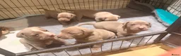 Mixed Breed dogs for sale: Beautiful Bullmaraner Puppies x 5  - Advert 9