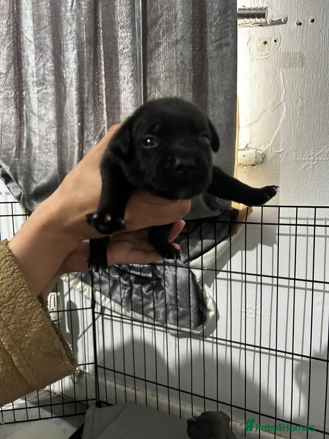 Staffordshire Bull Terrier dogs for sale: KC Reg Staffy Puppies Ready 3rd Dec - Image 13