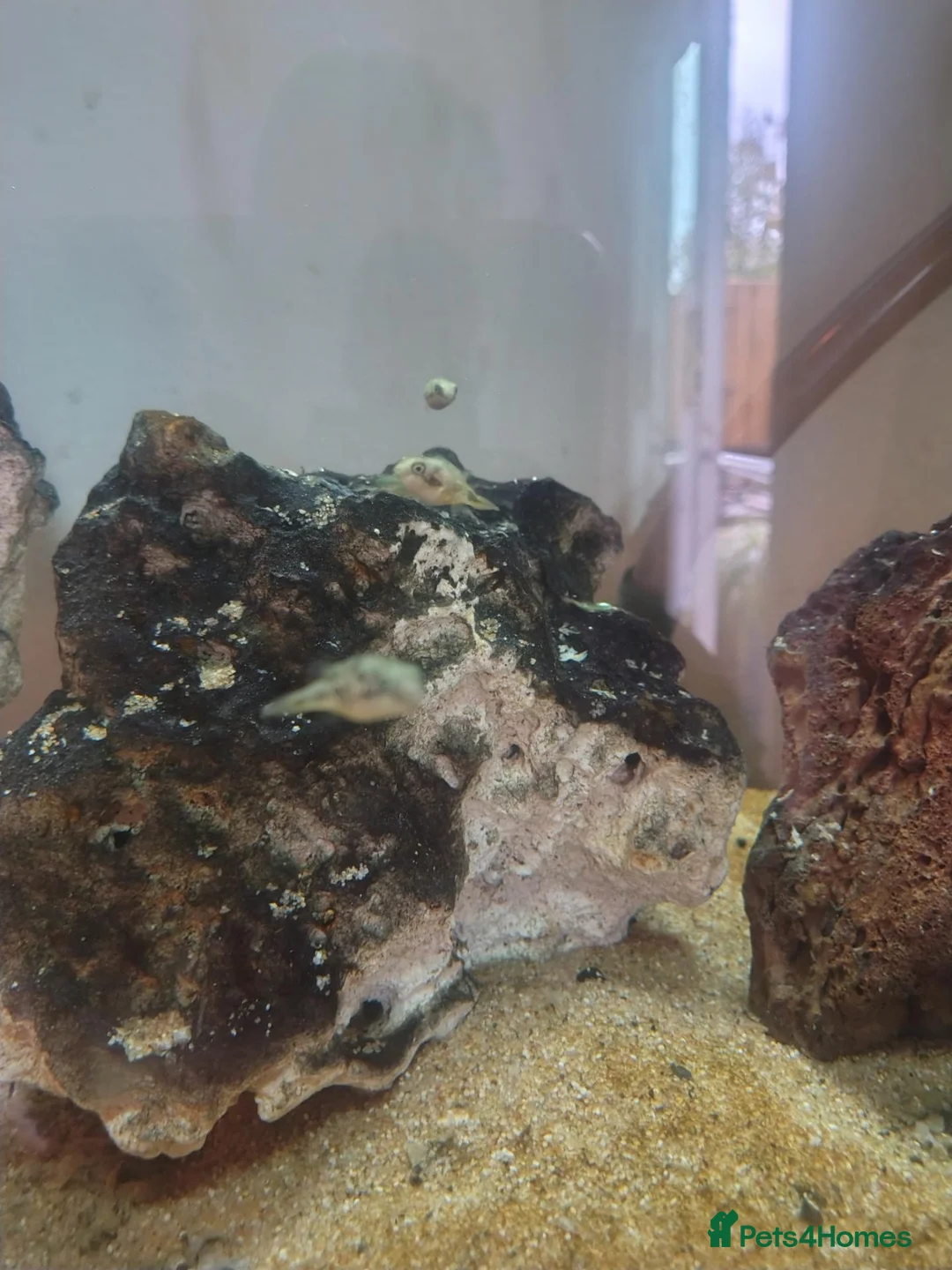 Pufferfish fish for sale: 6 Pea puffers for sale  in Manchester - Advert 3
